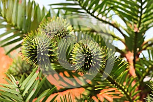 China fir, or Cunninghamia tree in a forest