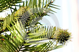 China fir, or Cunninghamia tree in a forest