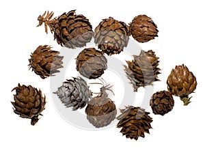 China Fir Tree Cones