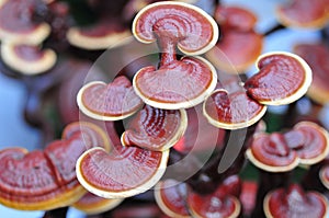 China Ganoderma medicine