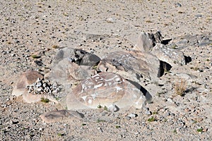 China. Great lakes of Tibet. Stones with mantras on the store of Lake Teri Tashi Namtso in sunny summer day