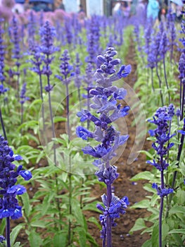 China Jinzhou International Horticultural Expositionï¼flower