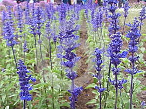 China Jinzhou International Horticultural Expositionï¼flower