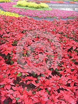 China Jinzhou International Horticultural Expositionï¼flower