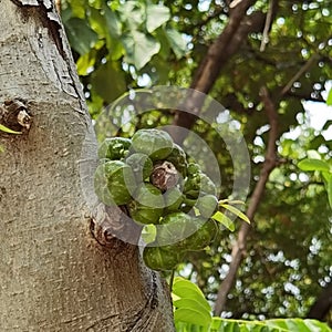 China Macao Fruit Trees Ficus Hispida Opposite Leaf Fig Moraceae Taipa Park Macau Garden Playground Nature Outdoor Green Plants