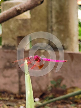 China Macao Nature Macau Buddhist Temple Sacred Insect Red Dragonfly Red-Veined Darter Nomad Sympetrum Fonscolombii Rejuvenation