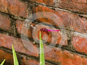 China Macao Nature Macau Buddhist Temple Sacred Insect Red Dragonfly Red-Veined Darter Nomad Sympetrum Fonscolombii Rejuvenation