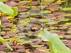 China Macao Taipa Ecology Trail Garden Outdoor Macau Dragonfly Halloween Penant Lotus Pond Flower Floral Blossom Petals Seeds Pods