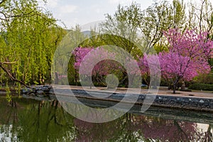 China National Botanical Garden spring