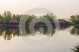 China National Botanical Garden spring