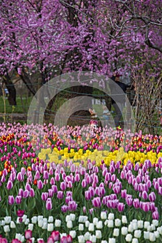 China National Botanical Garden spring