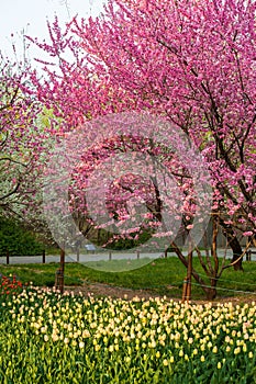 China National Botanical Garden spring