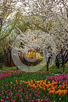 China National Botanical Garden spring
