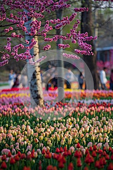 China National Botanical Garden spring