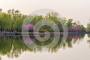 China National Botanical Garden spring