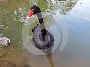 Naturaleza jardín los animales estanques un nino cisne negro cisnes nadar familia recreación actividad 