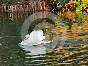China Nature Zhuhai Xiangshan Park Garden Animals Fish Ponds Baby Swan Lake Black Swans Swimming Family Recreation Activity Outdoo