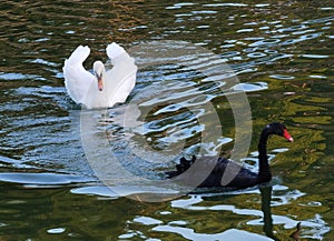 China Nature Zhuhai Xiangshan Park Garden Animals Fish Ponds Baby Swan Lake Black Swans Swimming Family Recreation Activity Outdoo