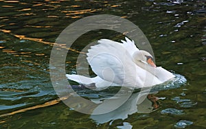 China Nature Zhuhai Xiangshan Park Garden Animals Fish Ponds Baby Swan Lake Black Swans Swimming Family Recreation Activity Outdoo