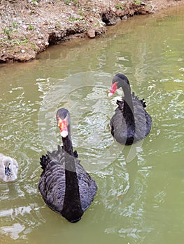 China Nature Zhuhai Xiangshan Park Garden Animals Fish Ponds Baby Swan Lake Black Swans Swimming Family Recreation Activity Outdoo