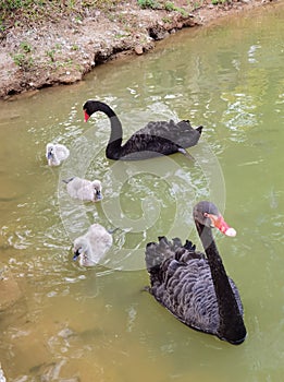 China Nature Zhuhai Xiangshan Park Garden Animals Fish Ponds Baby Swan Lake Black Swans Swimming Family Recreation Activity Outdoo