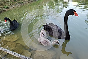 China Nature Zhuhai Xiangshan Park Garden Animals Fish Ponds Baby Swan Lake Black Swans Swimming Family Recreation Activity Outdoo