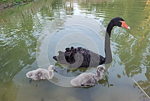 China Nature Zhuhai Xiangshan Park Garden Animals Fish Ponds Baby Swan Lake Black Swans Swimming Family Recreation Activity Outdoo