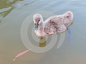 Naturaleza jardín los animales estanques un nino cisne negro cisnes nadar familia recreación actividad 