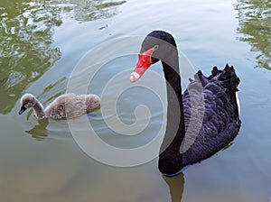 China Nature Zhuhai Xiangshan Park Garden Animals Fish Ponds Baby Swan Lake Black Swans Swimming Family Recreation Activity Outdoo