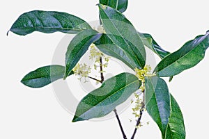 China osmanthus