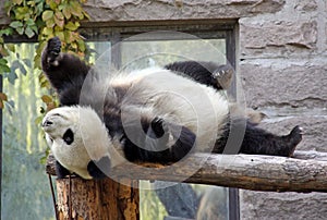 China. Panda at Beijing Zoo