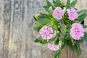 China Pink, Indian Pink flower.