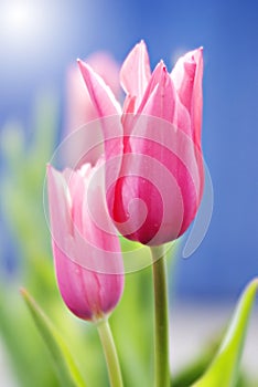 China pink tulip