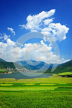 China Qinghai Flower and Field Landscape photo