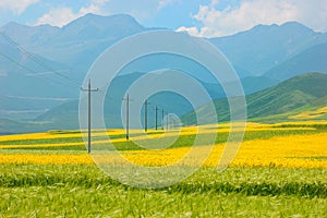 China Qinghai Flower and Field Landscape photo