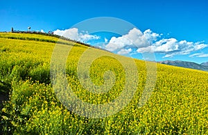 China Qinghai Menyuan of flowers