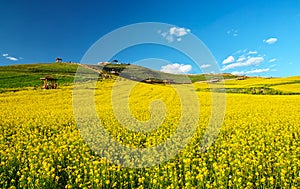 China Qinghai Menyuan of flowers