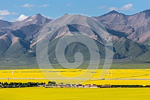 China Qinghai Menyuan of flowers