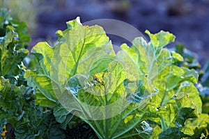 China Rhubarb Rheum officinale