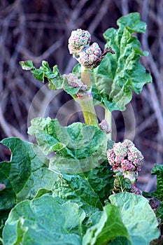 China Rhubarb Rheum officinale