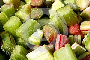 China Rhubarb Rheum officinale