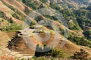 China - rice terraces