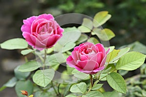 China rose photo