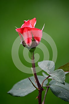 China Rose,Bud