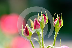 China rose flower buds
