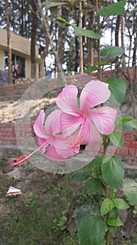 China rose