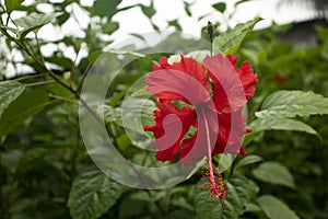 China rose red hibiscus flower or Joba flower