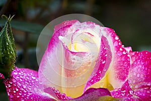 china rose rosa chinensis flower dewdrop