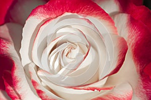 china rose rosa chinensis jacq