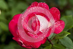 china rose rosa chinensis jacq dewdrop